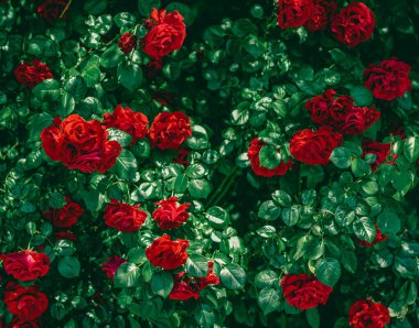 Çiçek bahçesindeki kırmızı güller çiçek gibi.