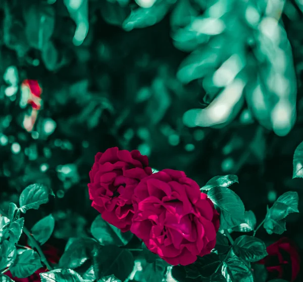 美丽的花圃中盛开的玫瑰作为花朵的背景 — 图库照片