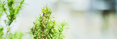 Spruce ağacı dalları soyut doğa arka plan ve doğal çevre olarak