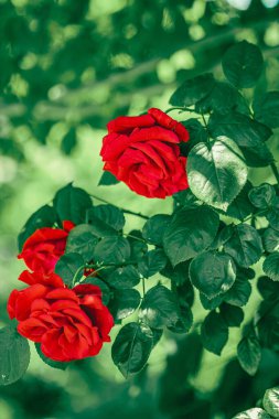 Çiçek bahçesindeki kırmızı güller çiçek gibi.