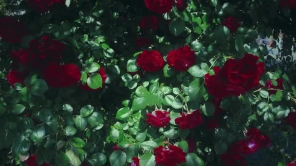 Ogród różany w lecie — Wideo stockowe