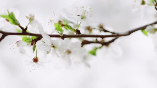 Ramo de árvore de maçã com belas flores na primavera — Vídeo de Stock