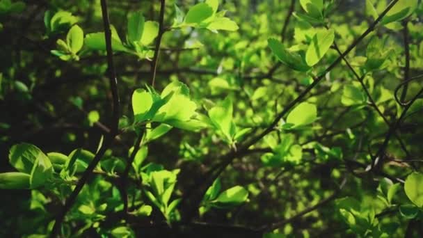 Grüne Blätter als Hintergrund für Umweltschutz und Naturschutz — Stockvideo
