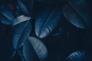 Doğa ve çevre arka planı olarak tropikal yapraklar, botanik bahçesi ve çiçek arkaplanı, bitki gelişimi ve manzara tasarımı