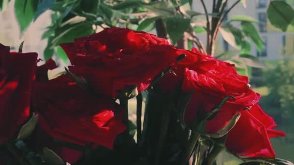 Bouquet di rose rosse, arredamento domestico e regalo romantico — Video Stock