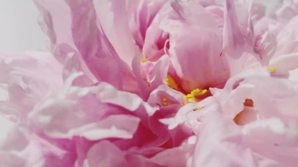 Piękny jasnoróżowy kwiat piwonii w rozkwicie — Wideo stockowe