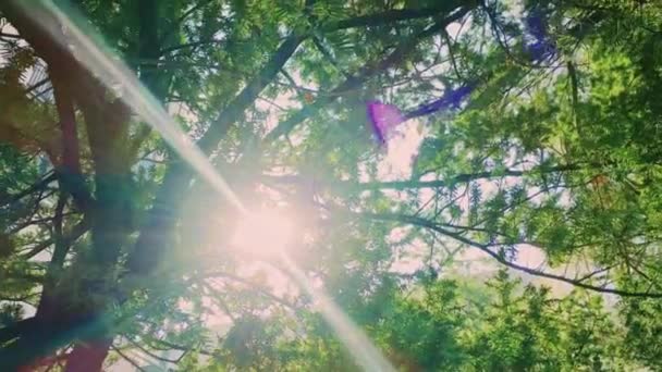 Rayons de soleil à travers les arbres en été — Video