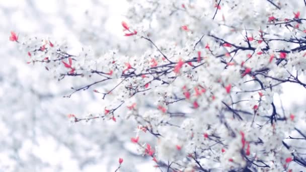 Natal e inverno natureza fundo, árvore ramo na neve — Vídeo de Stock