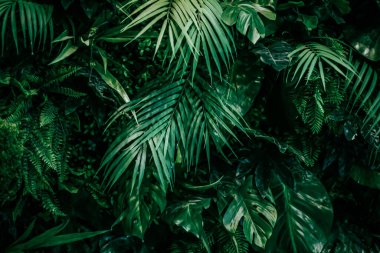 Doğa ve çevre arka planı olarak tropikal yapraklar, botanik bahçesi ve çiçek arkaplanı, bitki gelişimi ve manzara tasarımı