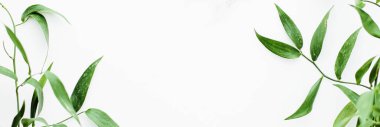 Botanik çerçeve düz olarak beyaz arkaplanda yeşil yapraklar, eko tasarım ve bahar doğası düz yatıyordu
