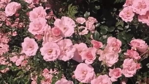 Όμορφα ροζ τριαντάφυλλα στον κήπο, λουλούδια και τη φύση — Αρχείο Βίντεο