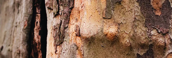 Přírodní dřevo, struktura stromů jako dřevěné zázemí, životní prostředí a příroda — Stock fotografie