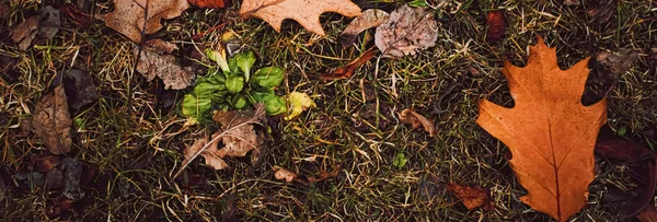 Folhas secas no chão no outono, tempo frio e estação de outono — Fotografia de Stock