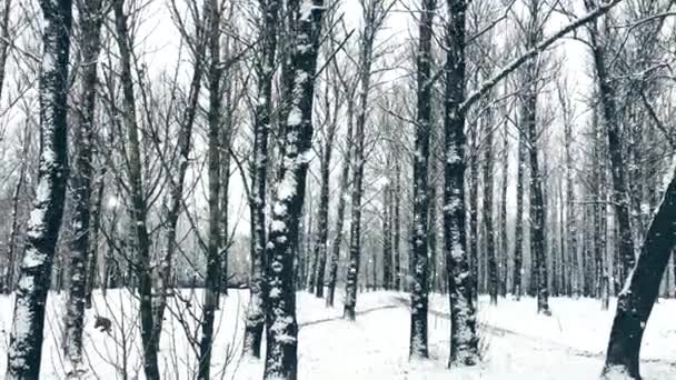 Foresta invernale come sfondo per le vacanze di Natale, nevicate e alberi coperti di neve — Video Stock