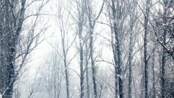 Bosque de invierno como fondo navideño, nevadas y árboles cubiertos de nieve — Vídeos de Stock
