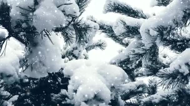 Natale sfondo vacanza, nevicate e alberi coperti di neve, inverno e periodo natalizio — Video Stock