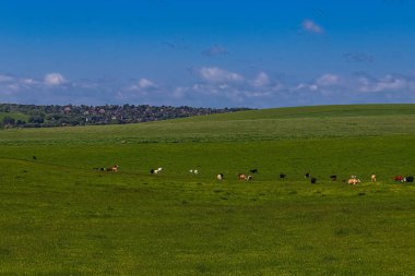 Cows peacefully grazing on lush green pasture in a sprawling rural landscape, with a quaint village in the background. East Sussex, England