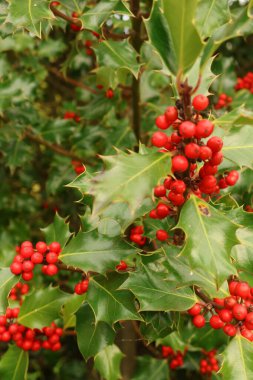 Close up view of holly branch showcasing traditional red berries and vibrant green spiky leaves, representing festive winter nature. Cotswolds, England