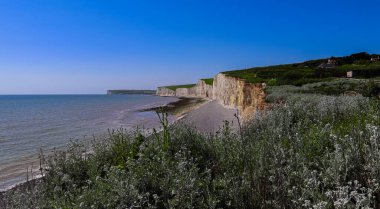 Seven Sisters cliffs towering over the beach and sea, with lush green landscape and coastal vegetation under a clear blue sky. East Sussex, England
