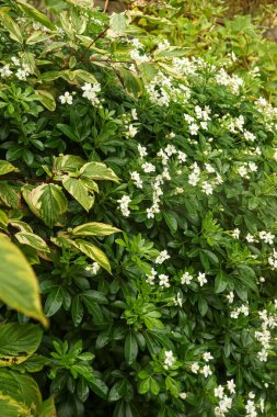 Charming Choisya ternata in full bloom, surrounded by lush variegated foliage in a lively green garden, exhibiting intricate botanical designs and various textures
