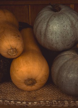 Sonbahar hasat sezonunu sembolize eden çeşitli taze tereyağlı kabak ve gri balkabakları kırsal bir çuval bezine dizilmiştir. Cotswolds, İngiltere