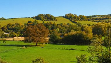 Büyük bir sonbahar ağacının yanında otlayan atlarla dolu yeşil otlaklar, yuvarlanan tepeler ve berrak mavi gökyüzü altında canlı düşen yapraklarla çevrili.