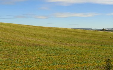 Tepeye doğru eğimli yeşil tarım alanı, yukarıdaki mavi gökyüzünde yumuşak bulutlarla kırsal bir manzara sunuyor.
