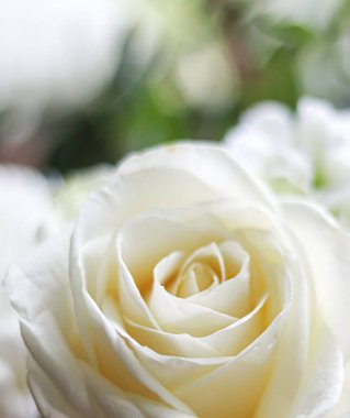 Beyaz gül tomurcuklanıyor, narin taç yaprakları sergileniyor ve yumuşak bir dokusu var. Çiçekli güzellik saflığı, aşkı ve zarafeti simgeliyor.