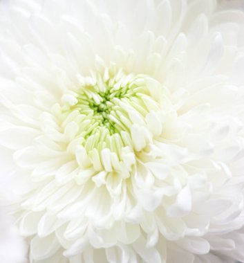 Beyaz kasımpatı çiçeği karmaşık taç yaprağı dokusu ve parlak yeşil bir çekirdek sergiliyor, tazeliği, güzelliği ve saflığı vurguluyor.