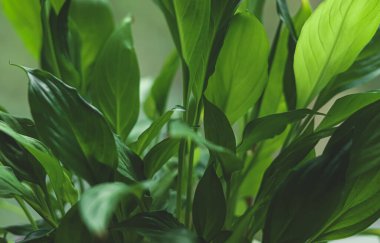 Canlı yeşil yaprakları olan barış çiçekleri doğayı, büyümeyi, tazeliği ve evdeki organik sağlığı sembolize ediyor.