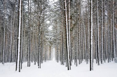 Orman yolu güzel bir kış manzarası boyunca kıvrılıyor, uzun boylu, kar tozlu çam ağaçları ve taze beyaz kar var.