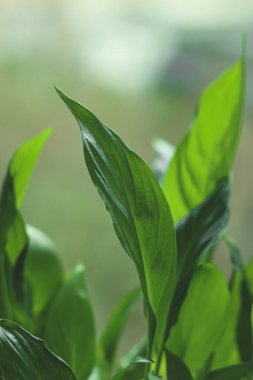 Barış zambağı yaprakları büyüyor, canlı yeşil renkler gösteriyor ve güzel bir iç mekanda doğal dokuları sakinleştiriyor.