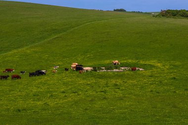 İneklerin ve buzağıların sürüsü canlı yeşil bir yamaçta mutlu bir şekilde otluyor, doğal çiftçiliği ve sağlıklı sığırları gösteriyor. Doğu Sussex, İngiltere