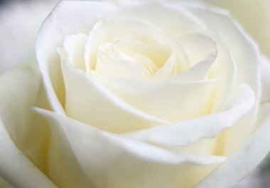 Beyaz güller açıyor, yumuşak yapraklarını sergiliyor ve narin kıvrımları, aşkı, saflığı ve zarafeti simgeliyor.