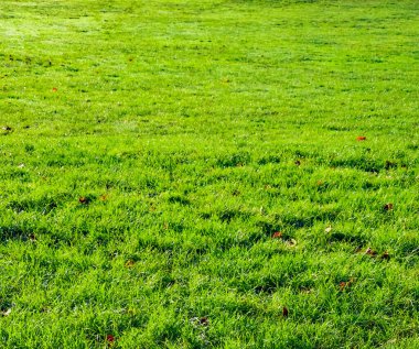 Parktaki çimenleri kuru yapraklarla kaplayan yemyeşil çimenler. Özgeçmiş, doğa ve açık hava kavramları için ideal.