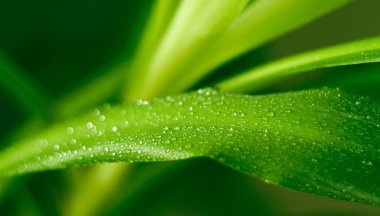 Yeşil bitki yaprağı çok sayıda küçük su damlacıklarını gösteriyor, taze ve canlı bir makro doku oluşturuyor, saflığı sembolize ediyor.