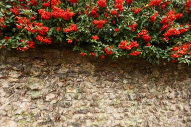 Yıpranmış eski taş bir duvarın üzerinde asılı canlı kırmızı böğürtlenler ve yeşil yapraklarla Pyracantha çalılığı doğal dokuyu gösteriyor.