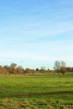 Geniş yeşil alan, güneşli bir günde, soluk mavi gökyüzünü tek başına geçen çıplak ağaçlardan oluşan bir ufka doğru uzanıyor.