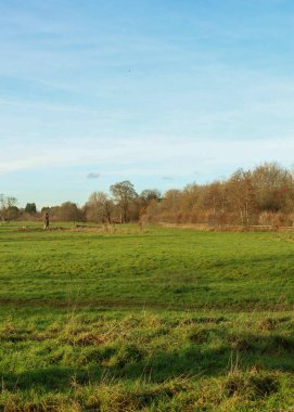 Parlak güneşli bir günde çıplak yaprak döken ağaçlara uzanan yeşil çayırlar ve ufukta tahta bir çit.