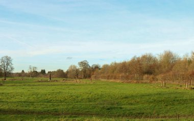 Geniş yeşil tarımsal alan çıplak ağaçlar ve kırsal ahşap çitlere doğru uzanıyor, sonbahar kırsal manzarası.