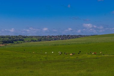Yaz boyunca yemyeşil çimen tarlalarında özgürce otlayan çiftlik hayvanları ve arka planda ağaçların arasına yerleşmiş manzaralı bir köy. Doğu Sussex, İngiltere