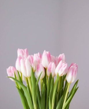 Güzel bir bahar çiçeği kompozisyonu sunan laleler tazeliği, büyümeyi ve doğal güzelliği sembolize ediyor.