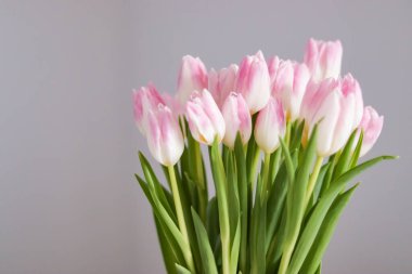 Yeşil yapraklı taze pembe ve beyaz laleler güzel bir bukette dizilmiş, narin ve yumuşak bir çiçek kompozisyonu oluşturuyorlar.