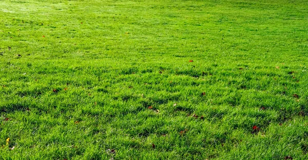 Açık hava parkında yetişen taze yeşil çimenler ve küçük kahverengi yapraklar bahar için canlı bir doğal arkaplan dokusu oluşturur.