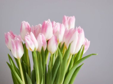 Zarif pembe ve beyaz laleler taze bir bahar buketi oluşturuyor. Güzelliği, büyümeyi ve kutlamayı simgeliyor.