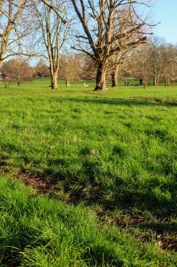 Parlak bir kış gününde açık mavi gökyüzünün altında uzun yapraksız ağaçlarla dolu yeşil çimenler.