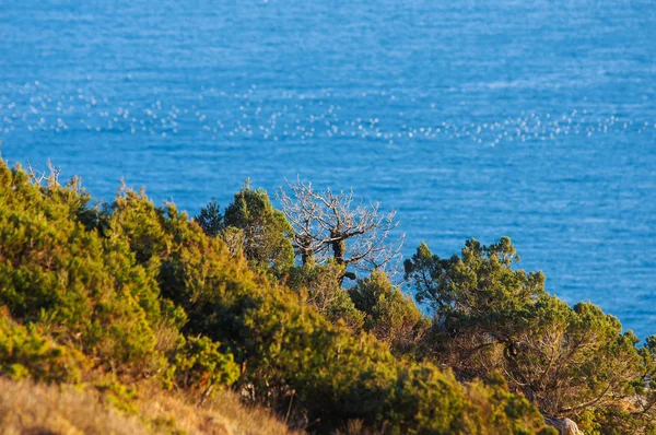 Bosque sobre el mar — Foto de Stock