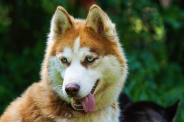 Köpek doğurmak Husky gülümseyen