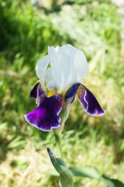 Çiçek Şakayık, horoz