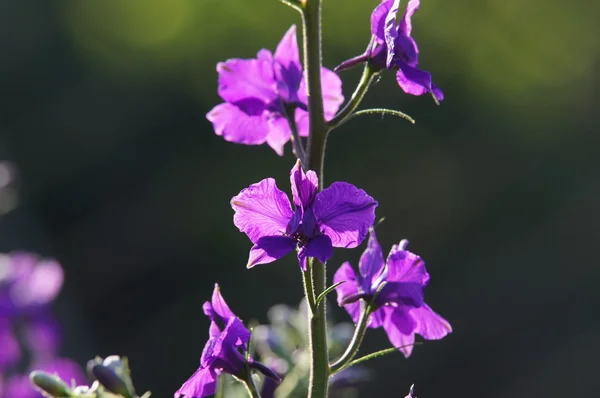 Beautiful flower, illuminated by the sun — Stock Photo, Image